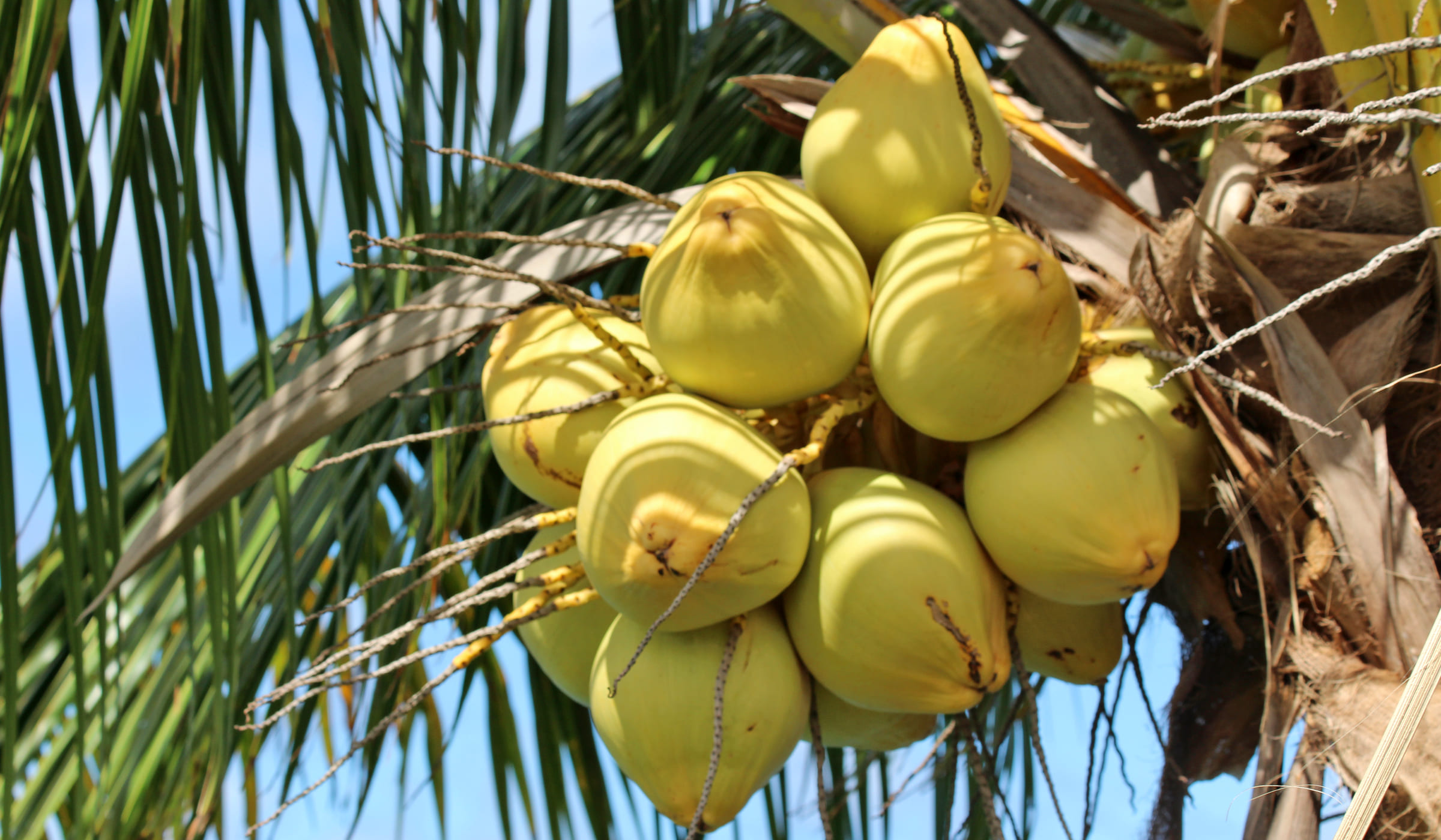 Grappe de cocos jaunes dans un arbre