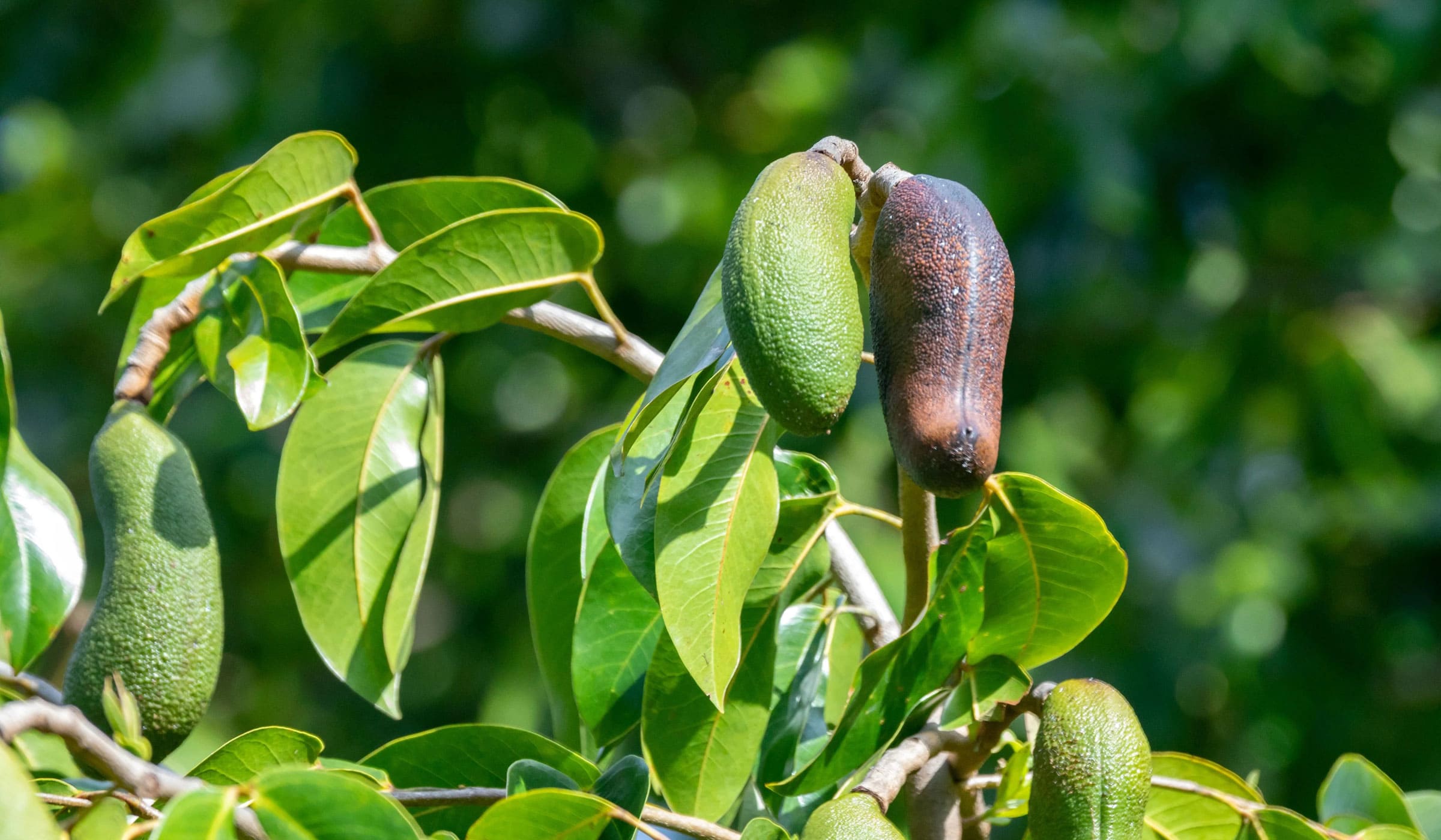 Courbaril tree with fruits and leaves