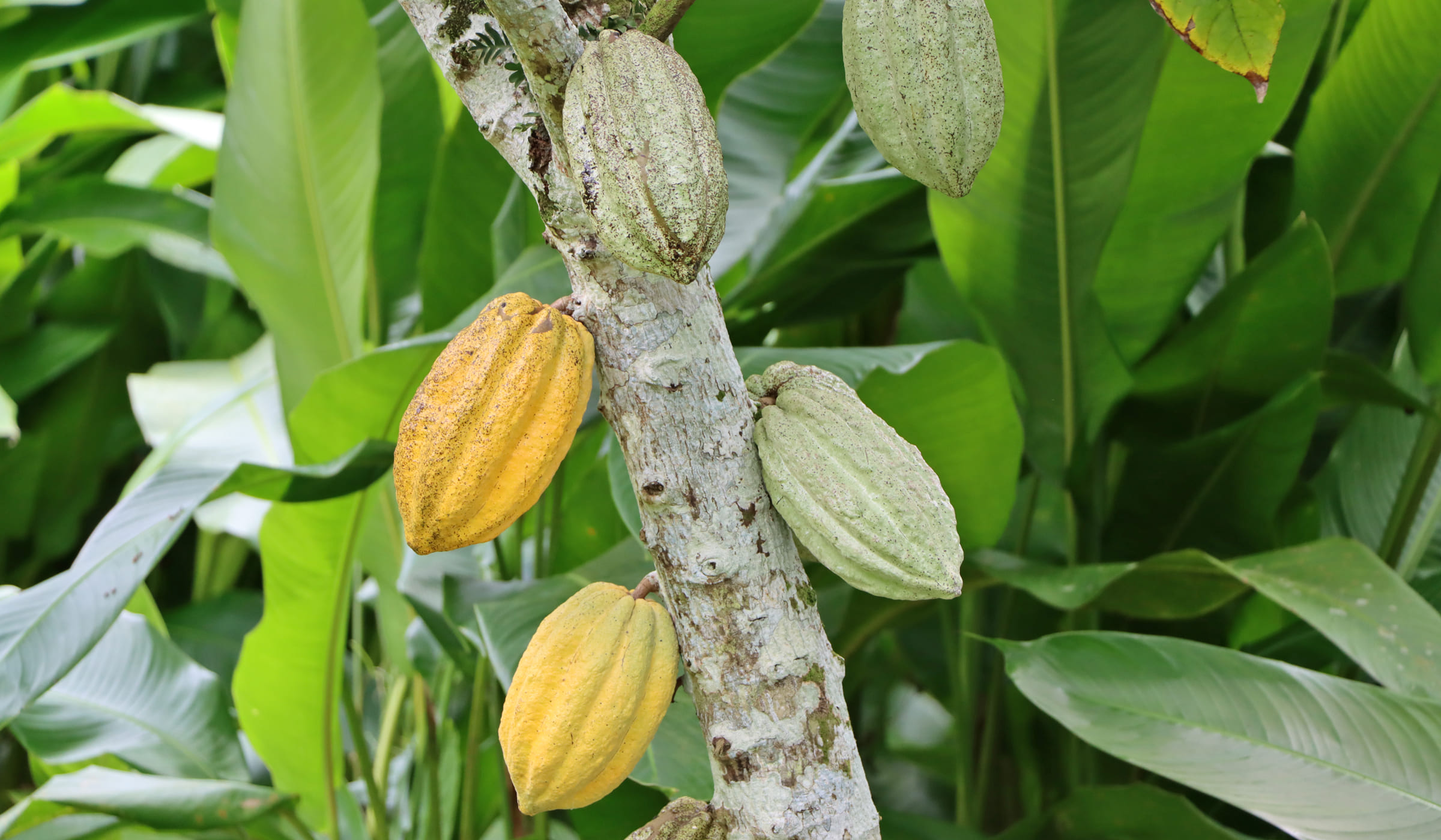 Cacaos en vente au marché de Fort-de-France