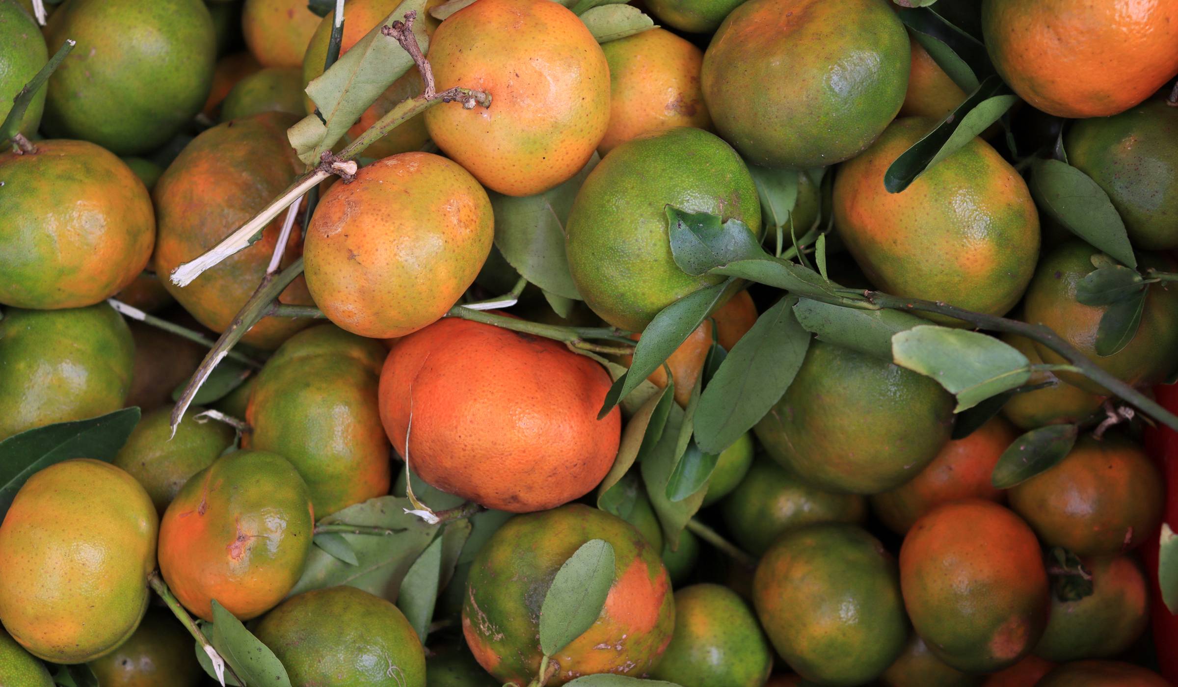 Mandarines en vente au marché de Fort-de-France