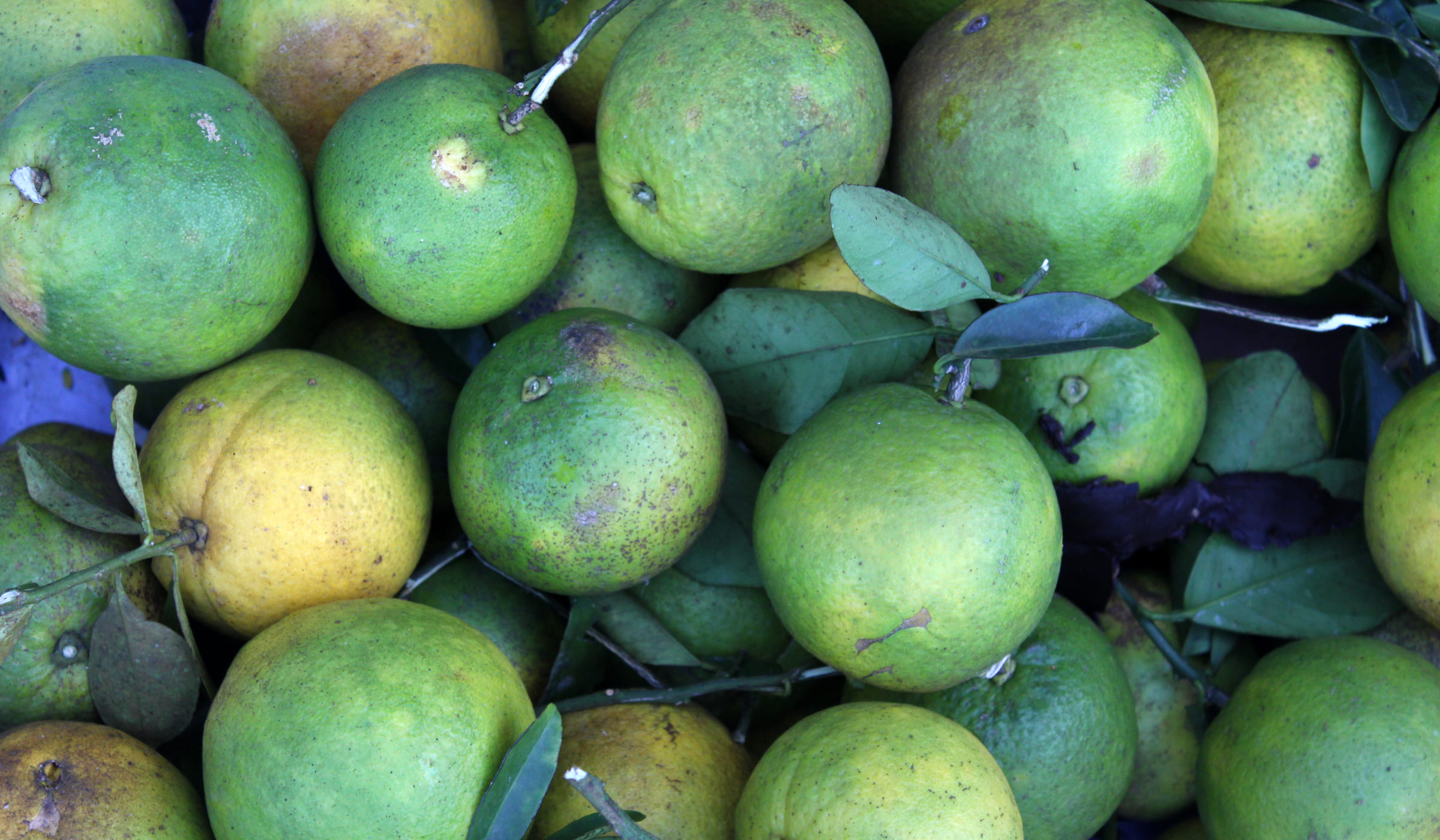 Oranges douces en vente sur le marché de Fort-de-France