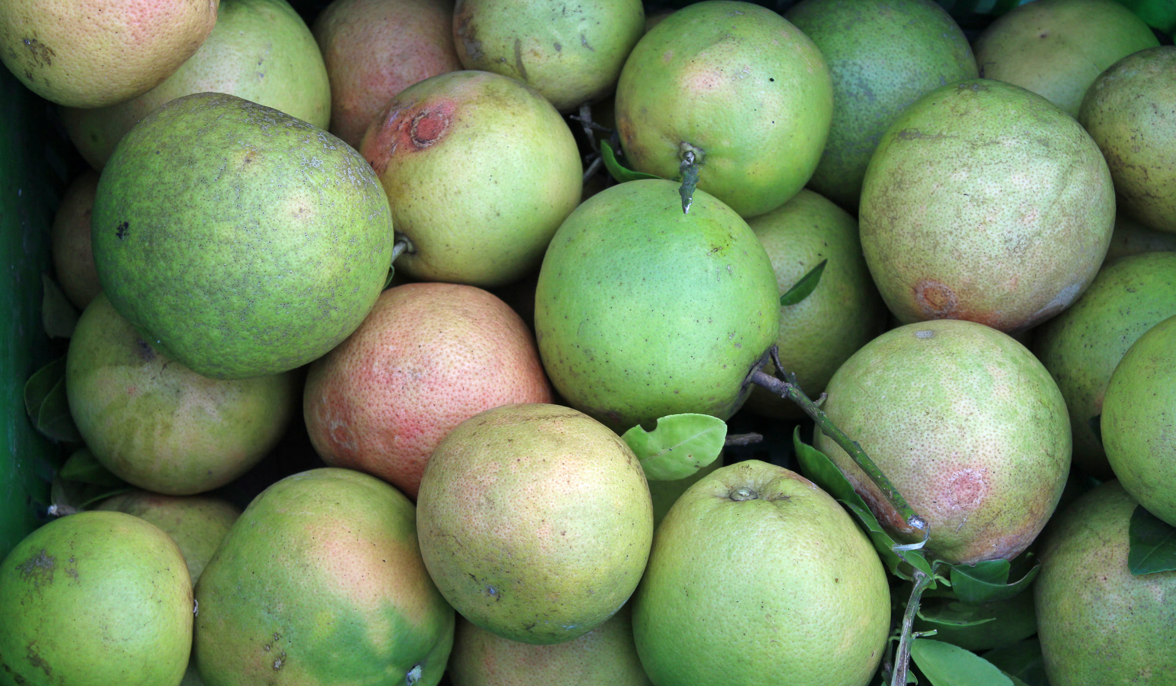 Pomelos for sale at the market in Fort-de-France