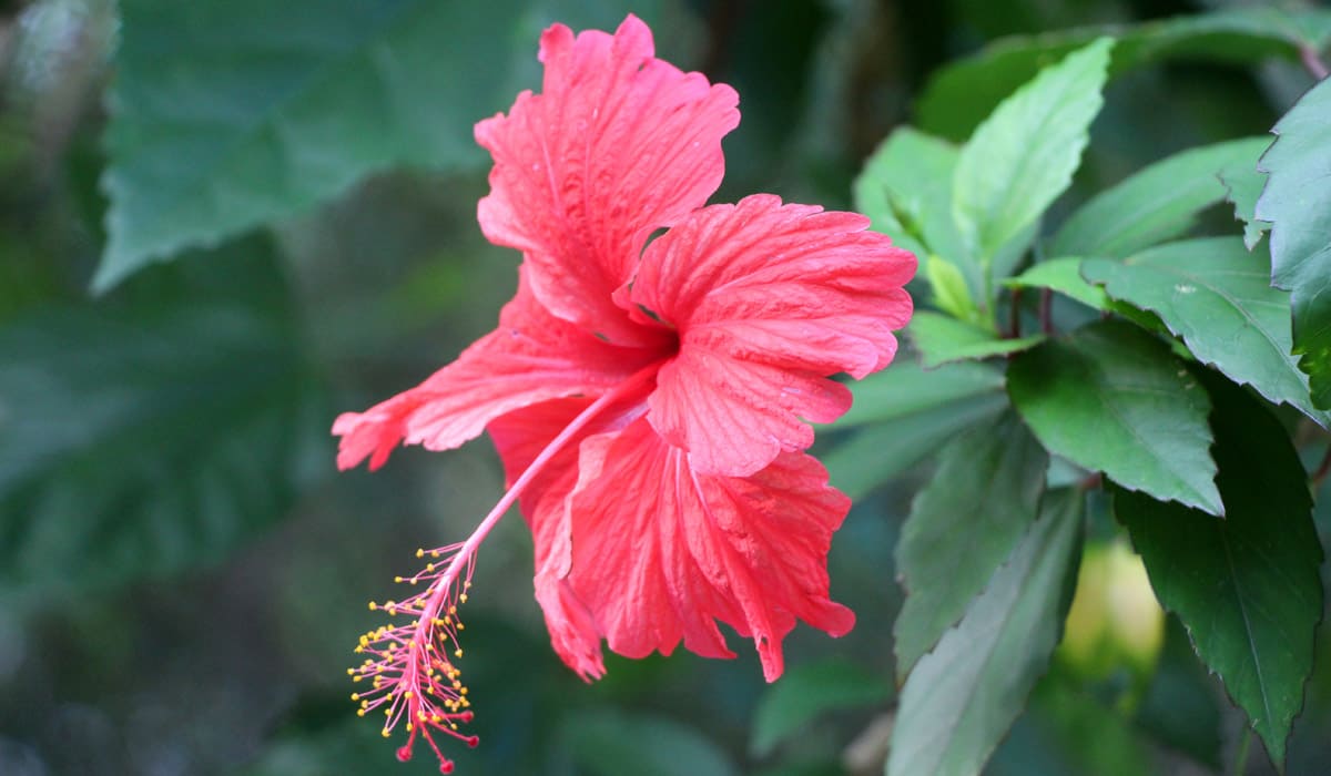 Hibiscus rouge