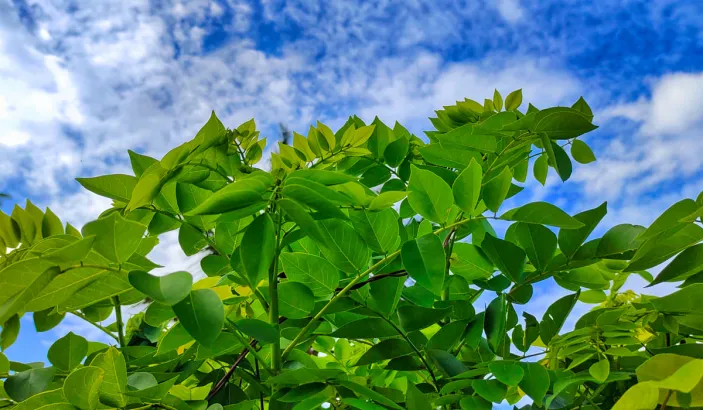 Feuilles de Gliricidia