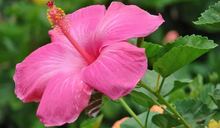 Hibiscus rose