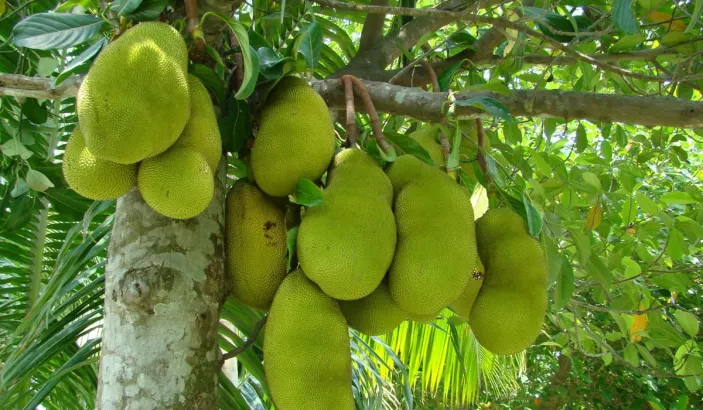 Jackfruits in a tree