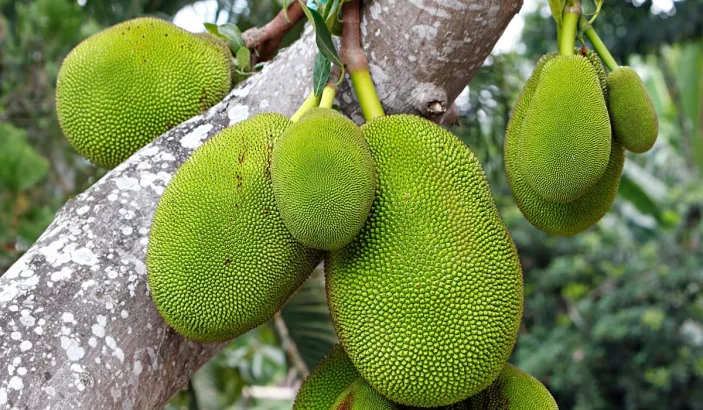 Jackfruits in a tree