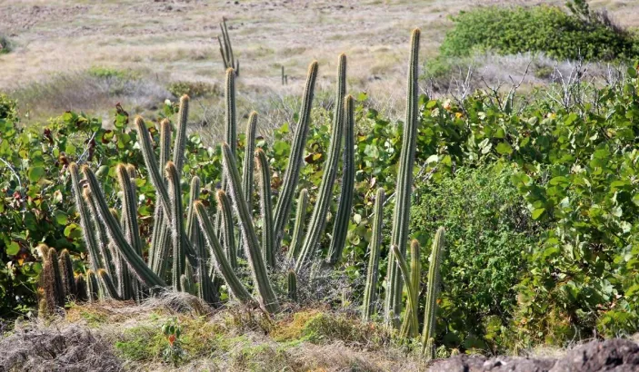 Cactus sur les falaises surplombant l'Anse Grosse Roche
