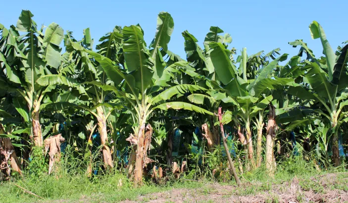 Bananiers de l'Habitation Chalvet