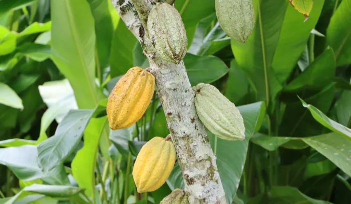 Cacao au jardin de la montagne