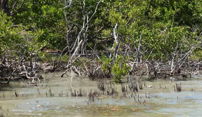 L'étang des Salines