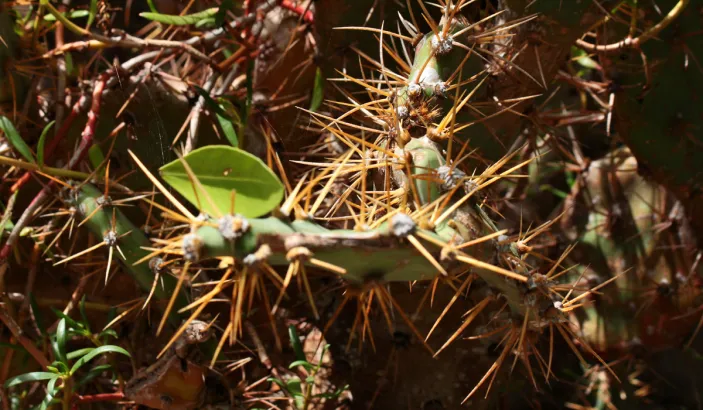 Végétation à l'étang des Salines