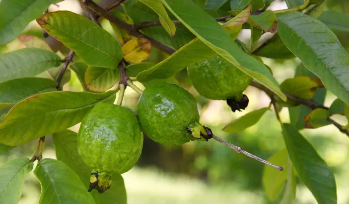 Goyaviers portant des fruits et des fleurs