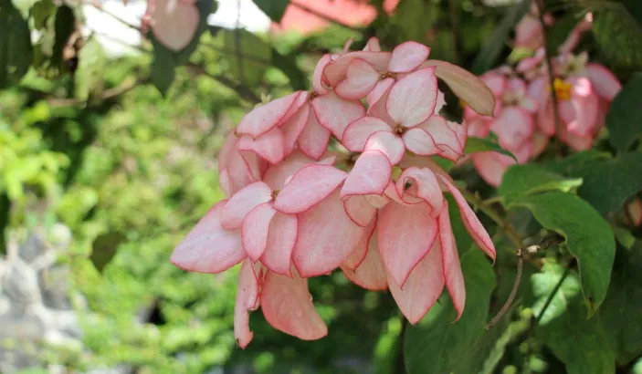 Pink flowers at Habitation Saint-Étienne