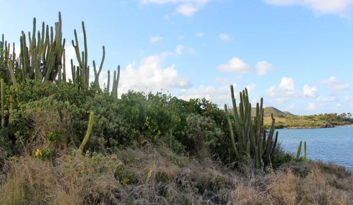 Cactus sur l'Îlet Chevalier