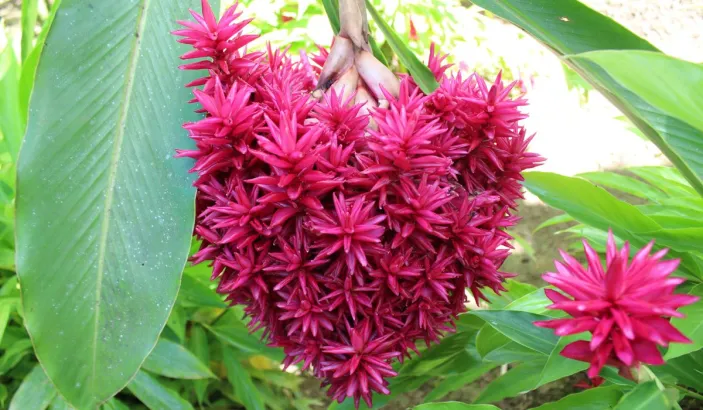 Pink flower in the Balata garden