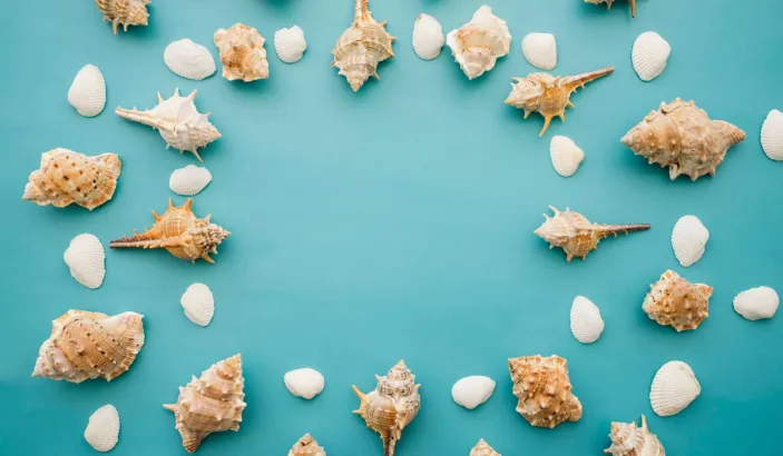 Coquillages exposés