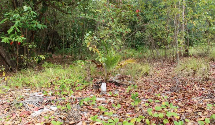 Végétation Anse Petit Macabou