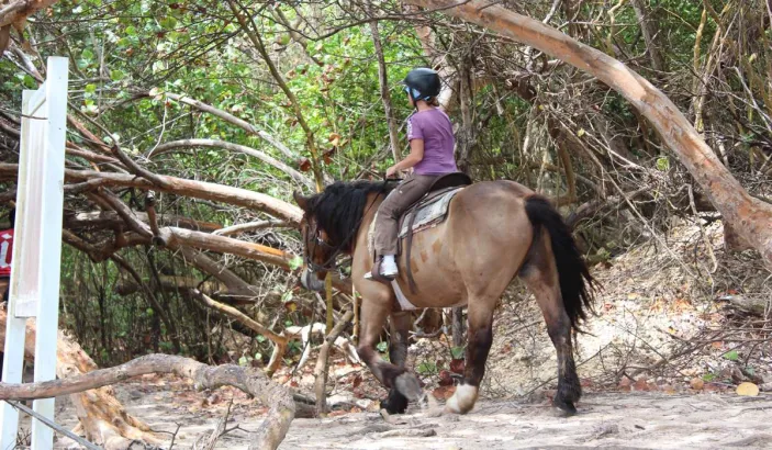 Chevaux à l'Anse Petit Macabou