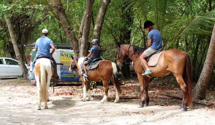 Chevaux à l'Anse Petit Macabou