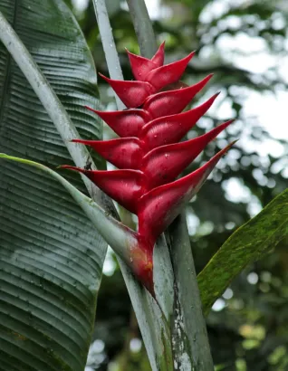 Rose porcelaine rouge
