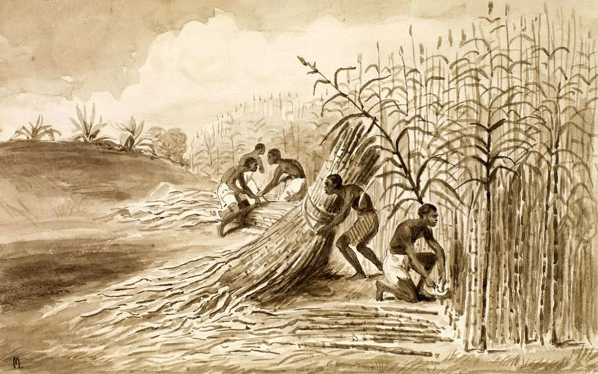 Esclaves travaillant dans des champs de canne
