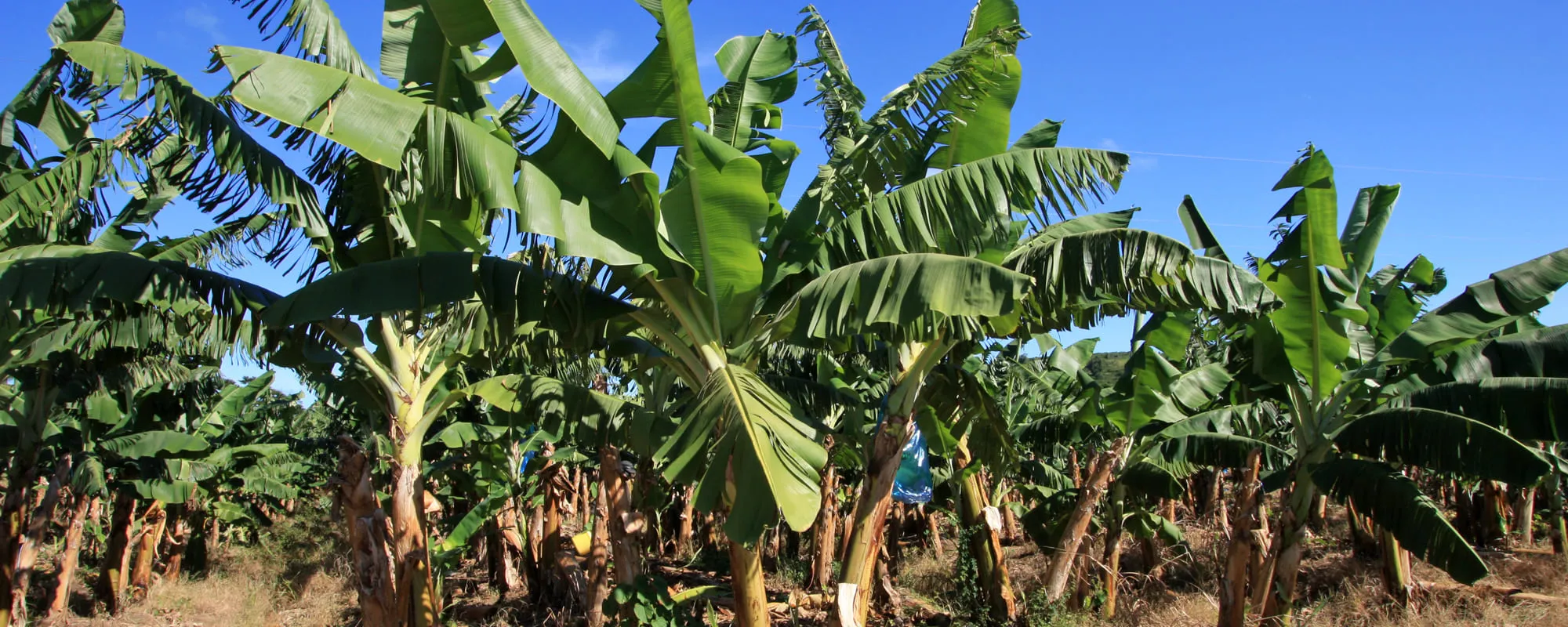 Banana trees at Habitation Chalvet