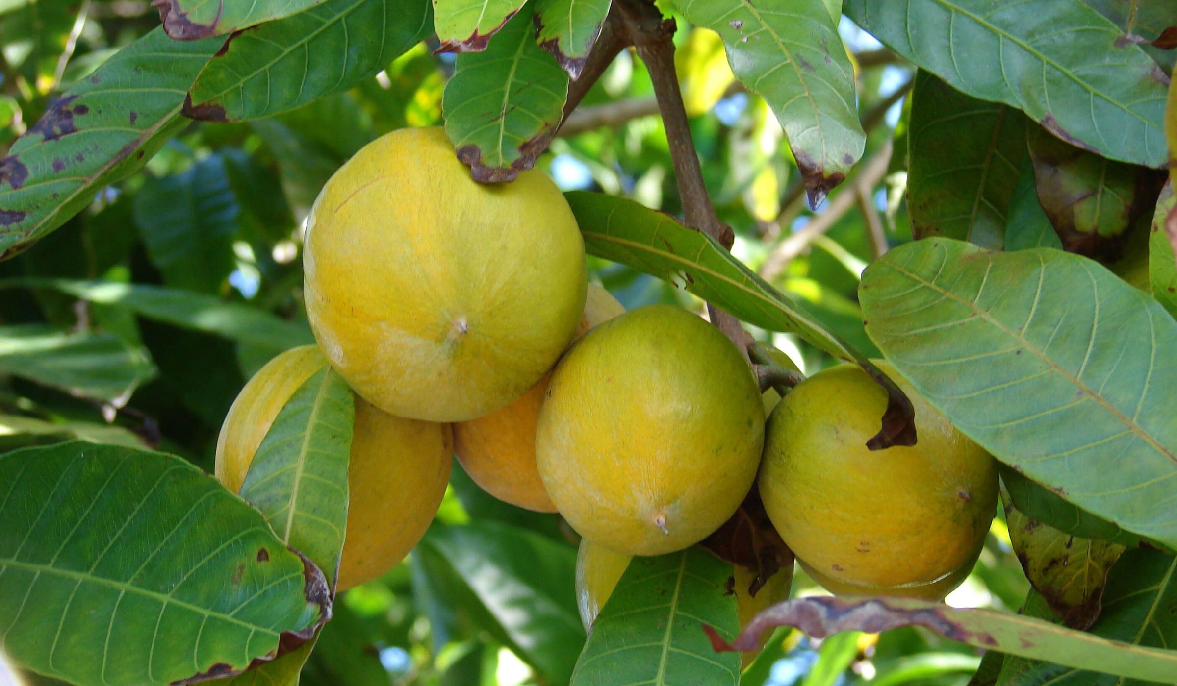 Eggfruits in a tree