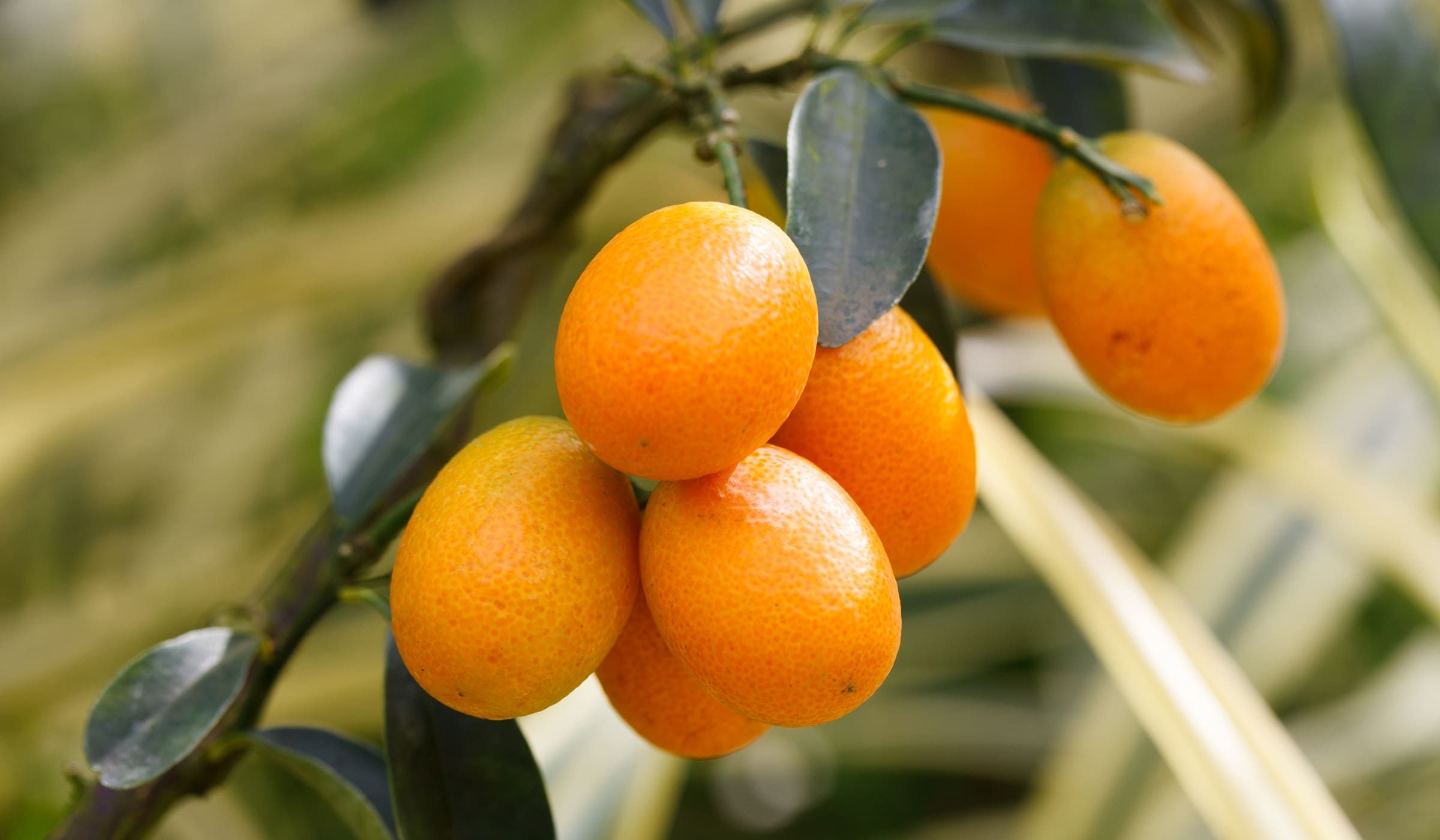 Kumquats in bags to get sale at Fort-de-France market