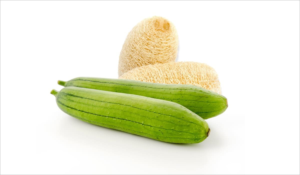 Courge éponge Luffa