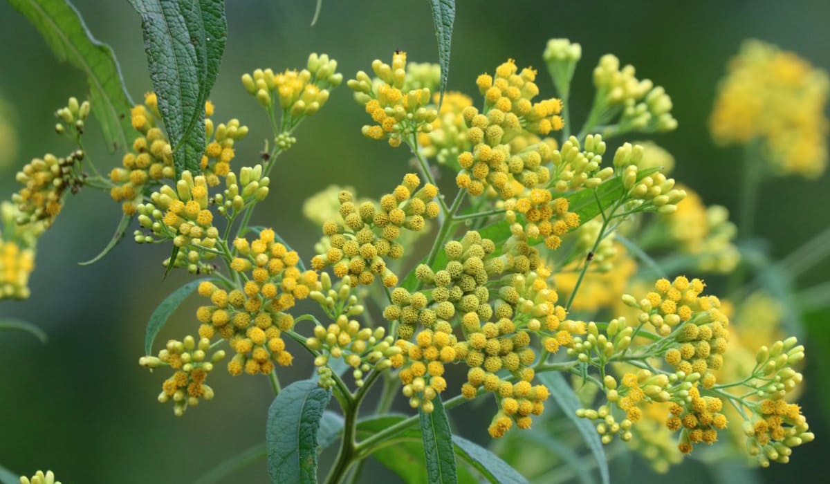Fleurs d'herbe à pic (Neurolaena lobata)