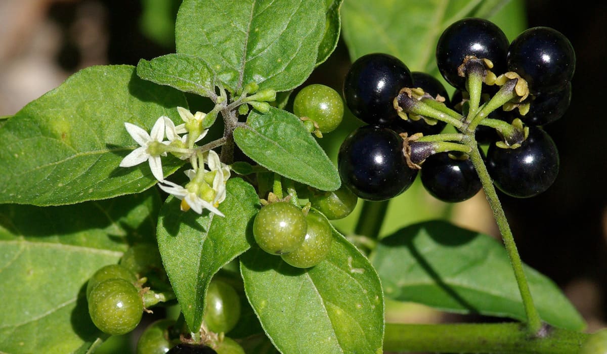 Herbe amère (Solanum americanum)