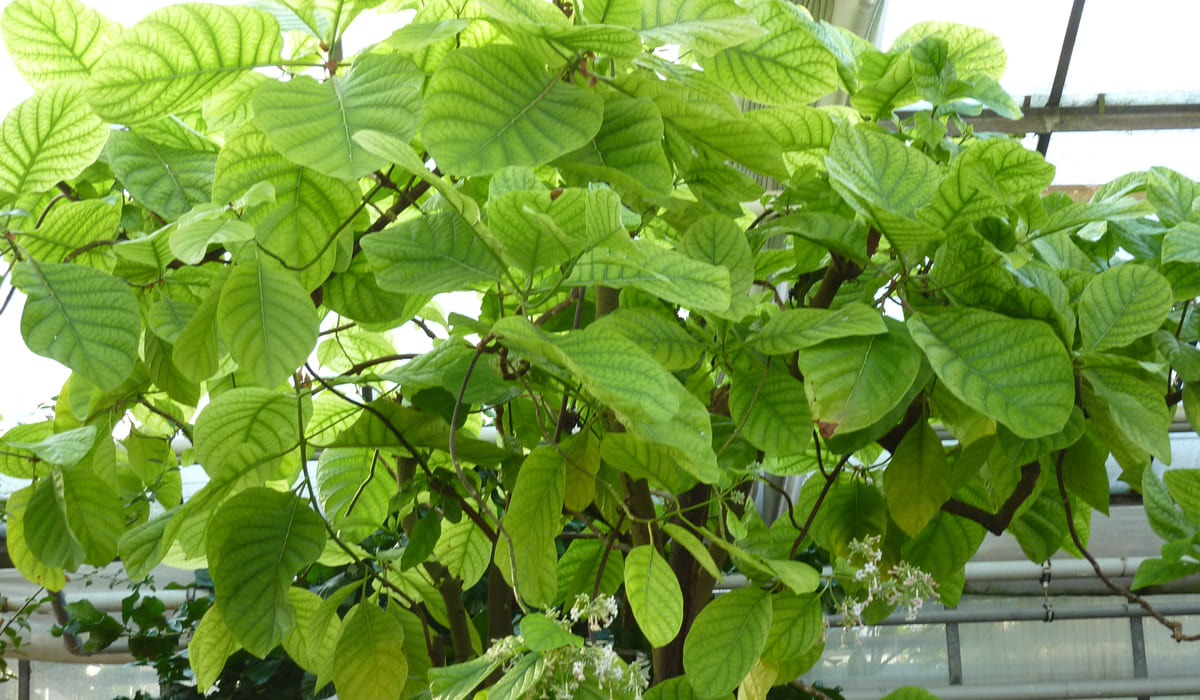 Cinchona leaves (Cinchona officinalis)