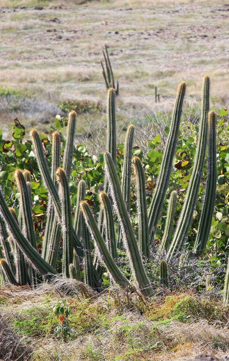 Cactus au Marin