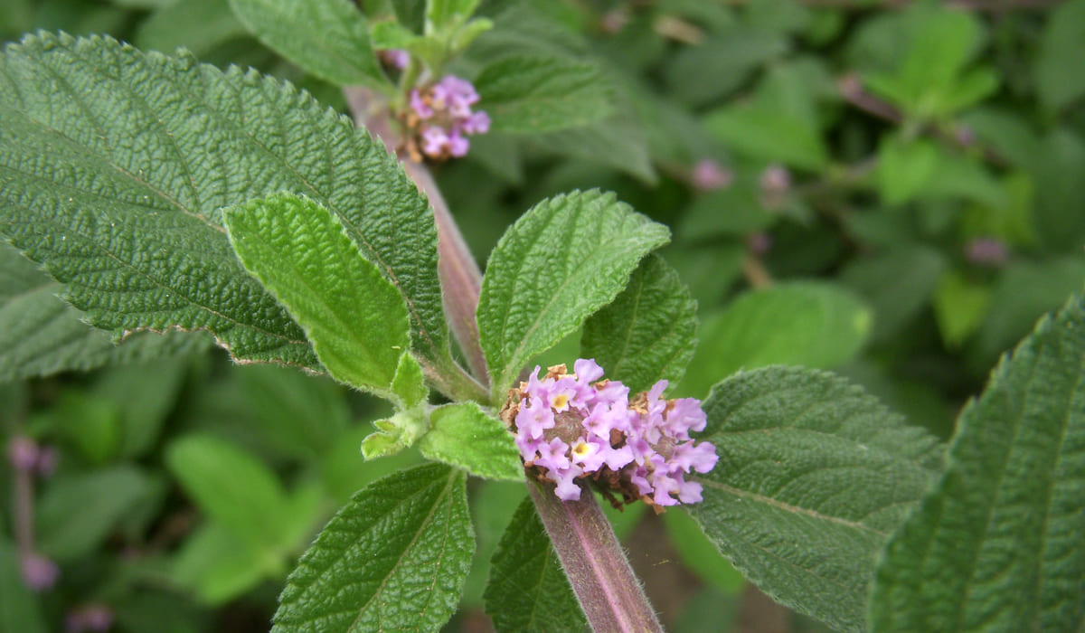Feuilles et fleur de brisée (Lippia Alba)