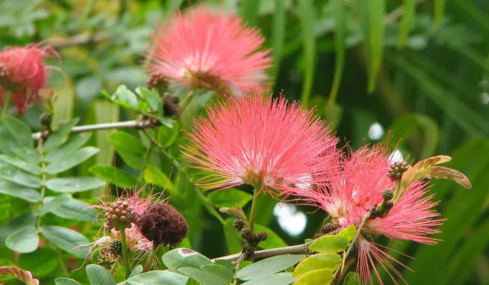 Pompon du marin