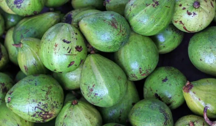 Avocat coupé en deux