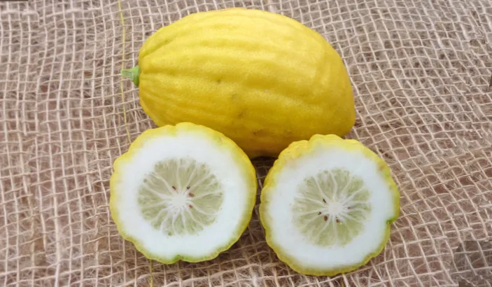 Pulpe de cédrat