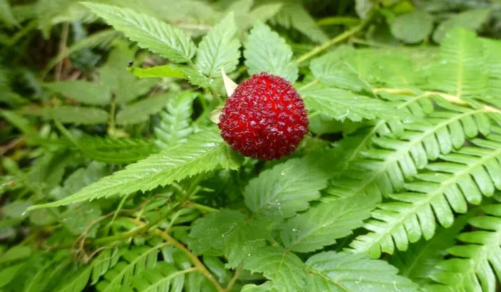 Framboise mûre