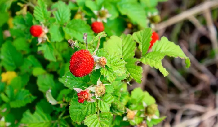Framboises mûre
