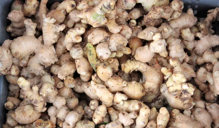 Turbercules de gingembre