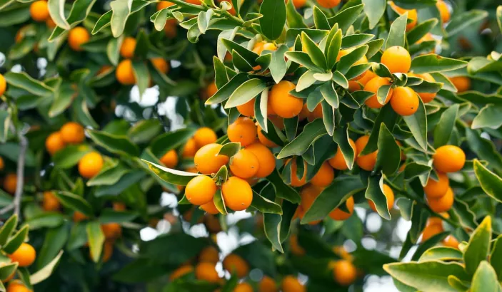 Arbre portant des kumquats