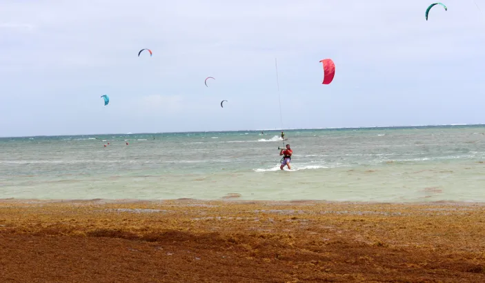 Algues sargasses sur la plage de Pointe Faula