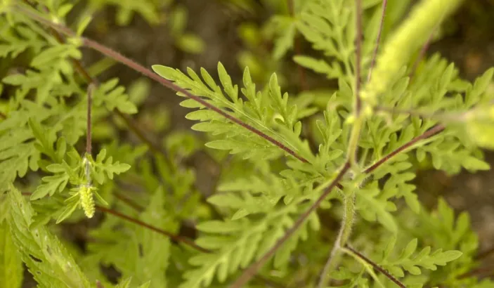 Absinthe (Ambrosia peruviana)