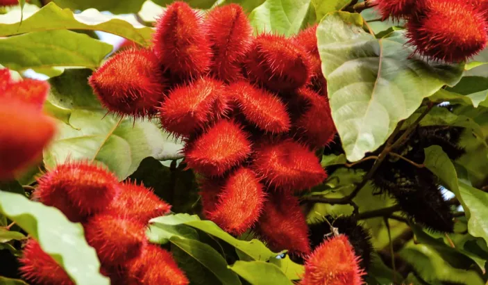 Plant de roucou