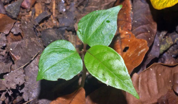 Arada (Petiveria alliacea)