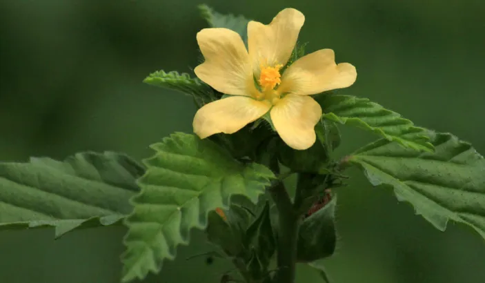 Fleurs de balai onze-heures (Sida acuta Burm)
