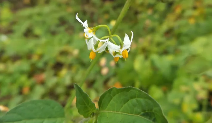 Fleur d'herbe amère (Solanum americanum)