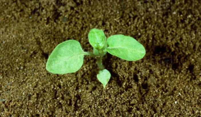 Plant d'herbe amère (Solanum americanum)