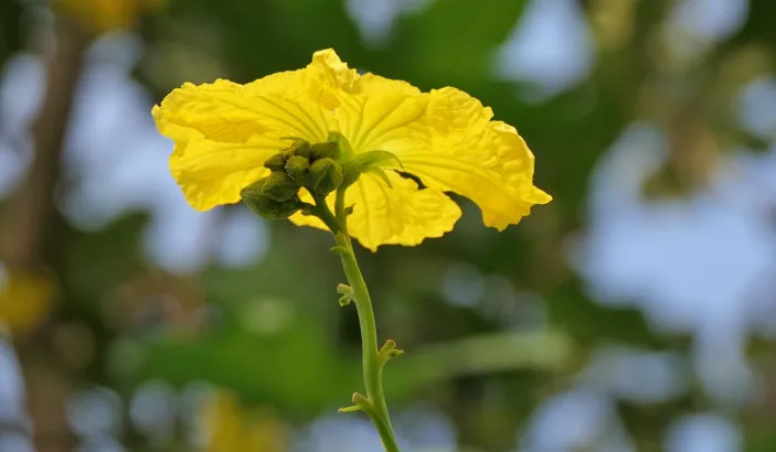 Fleurs de courge torchon, Luffa